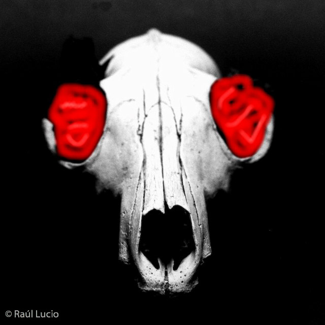 Dos Rosas Secas (y desenfocadas)