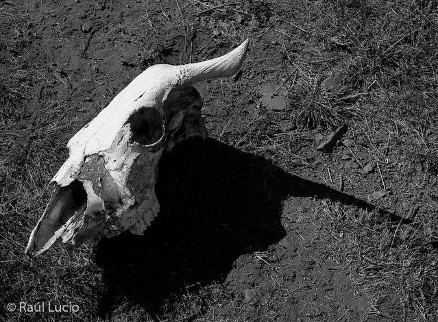 El bóvido y la sombra