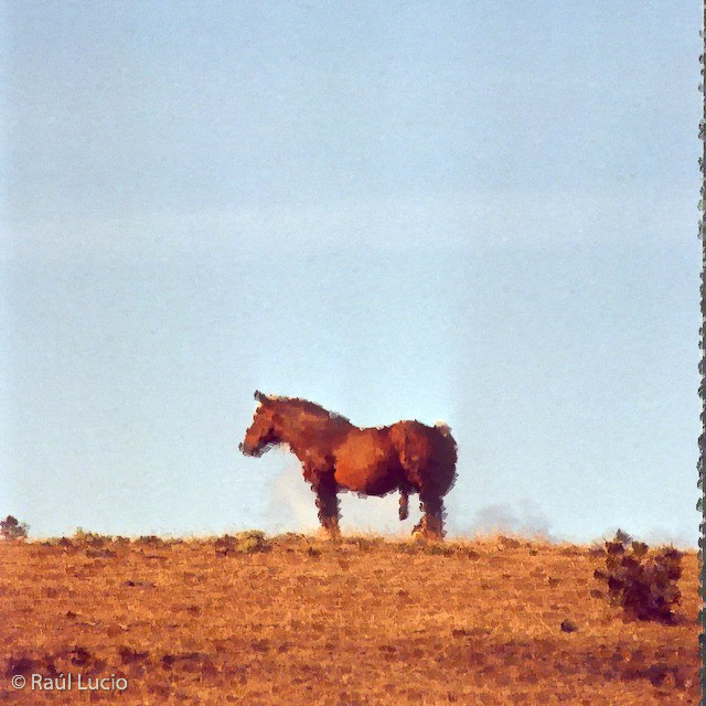 El caballo y la vacuca 02