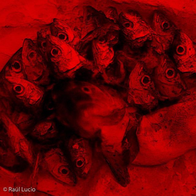 Las sardinas y la trucha