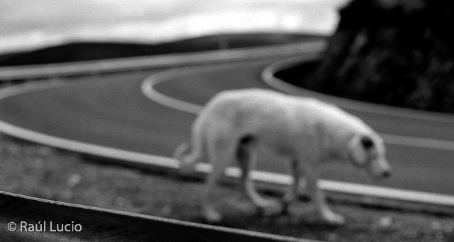 Perro 1994