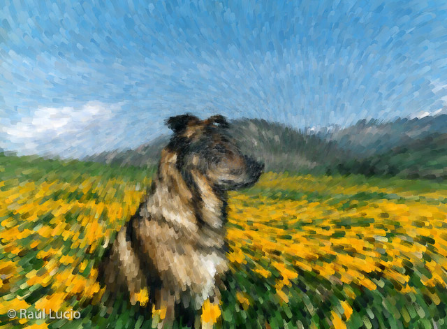 Rufo 01