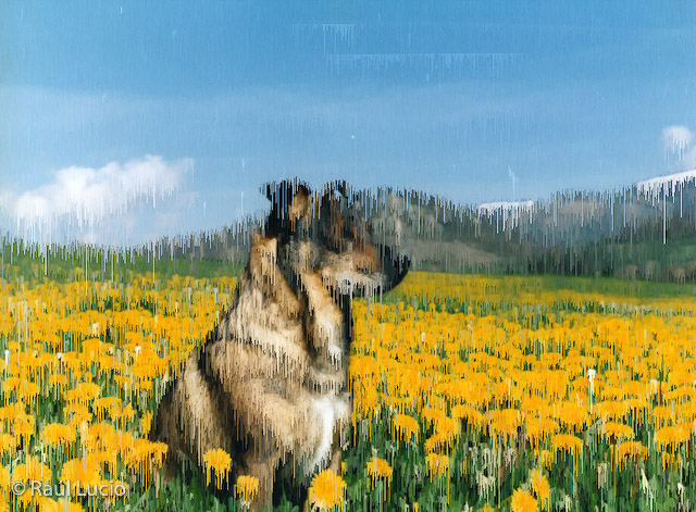 Rufo 02