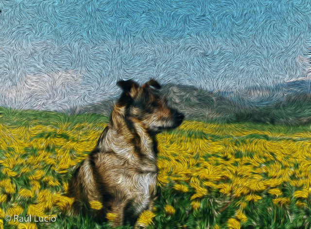 Rufo 03