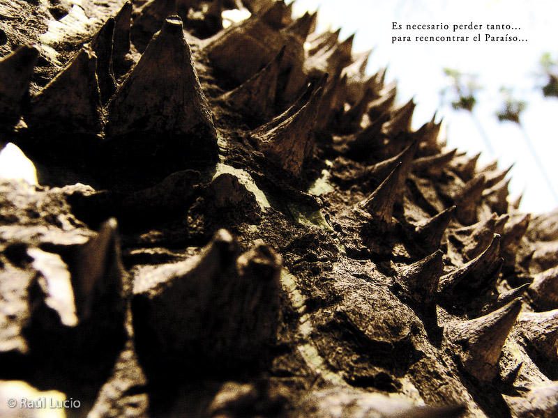 15 LOS MARES DEL SUR. Chorisia insignis, Palermo